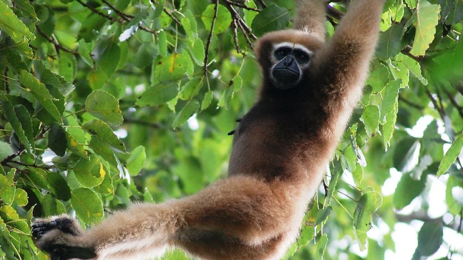 Mann Ki Baat: PM Modi highlights deep bond between Moran community and Hoolock Gibbons in Assam Mann Ki Baat: PM Modi highlights deep bond between Moran community and Hoolock Gibbons in Assam