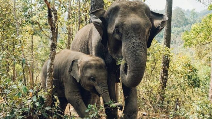 Wildlife Institute of India to develop strategy to tackle human-elephant conflict in Nagaland