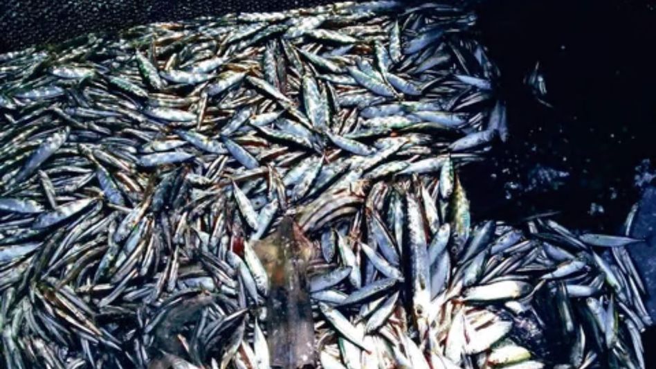 Fish traders halt supplies to Upper Assam in protest against targeting of Miya community Fish traders halt supplies to Upper Assam in protest against targeting of Miya community