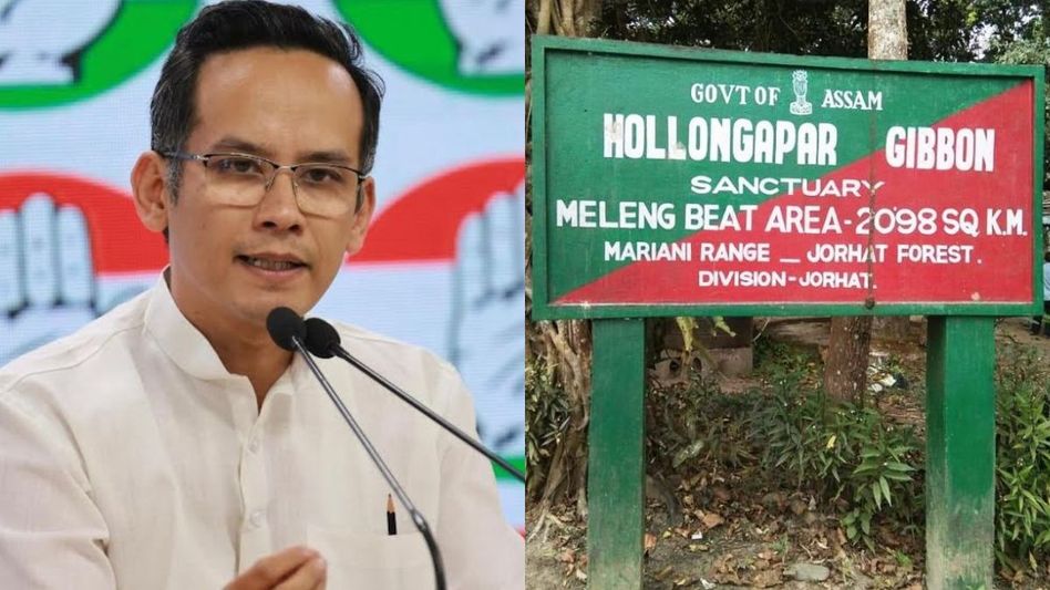 Gaurav Gogoi calls for protection of Assam's Hollongapar Gibbon Sanctuary Gaurav Gogoi calls for protection of Assam's Hollongapar Gibbon Sanctuary