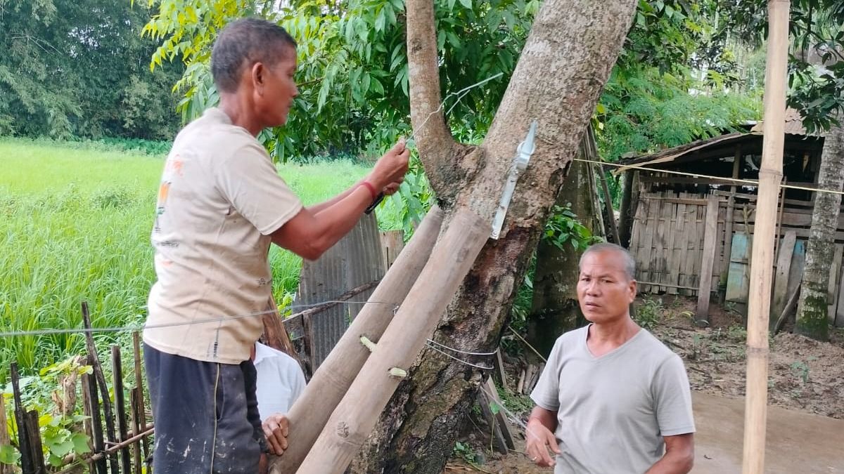 Solar fence boosts crop yield, reduces elephant conflicts in Assam