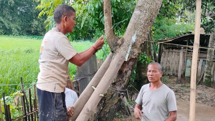 Solar fence boosts crop yield, reduces elephant conflicts in Assam