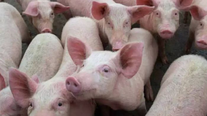 Nagaland: African Swine Fever outbreak hits Kohima district