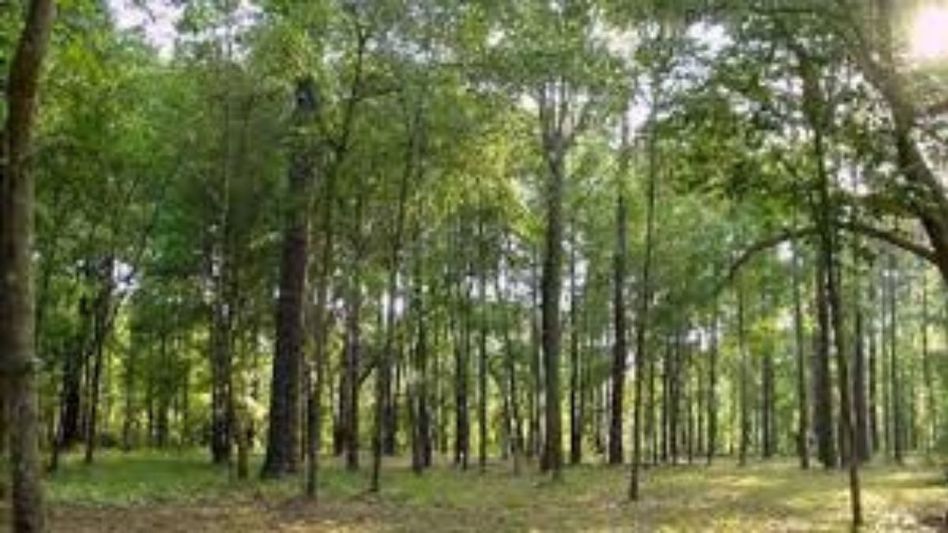 Assam to transform Poba Reserve Forest into a wildlife sanctuary Assam to transform Poba Reserve Forest into a wildlife sanctuary