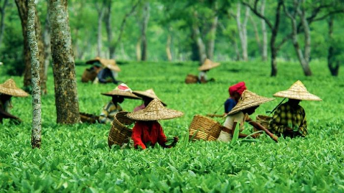 Tea industry facing challenges amidst inflation and slow growth, says Tea Traders Association chief
