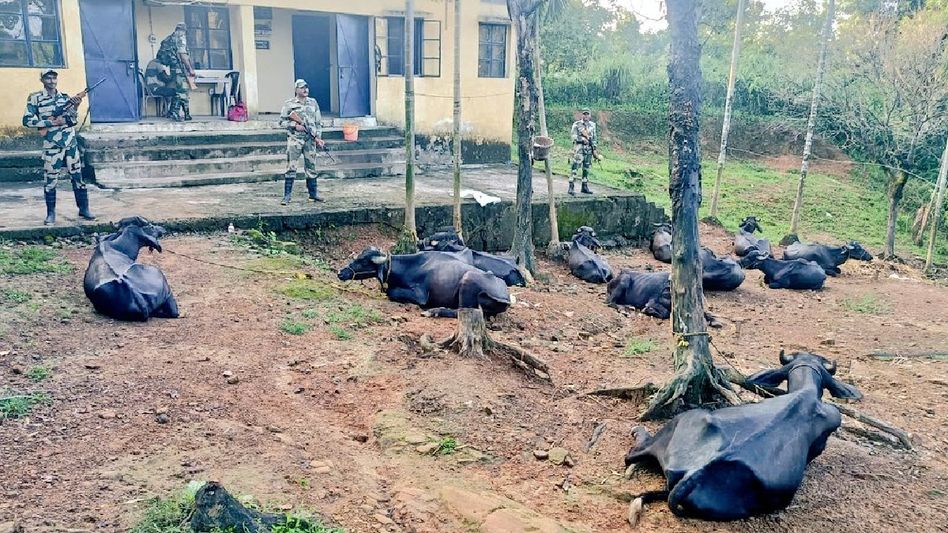 Meghalaya BSF thwart smuggling attempt along international border, 23 cattle rescued Meghalaya BSF thwart smuggling attempt along international border, 23 cattle rescued
