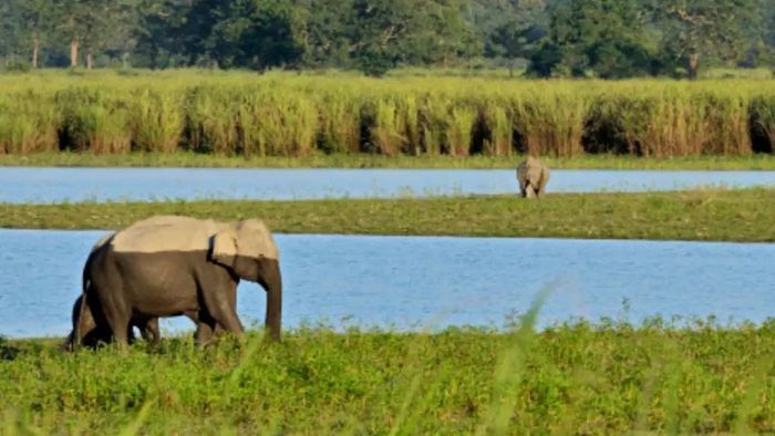 Assam flags over 300 threatened species; urgent conservation measures announced