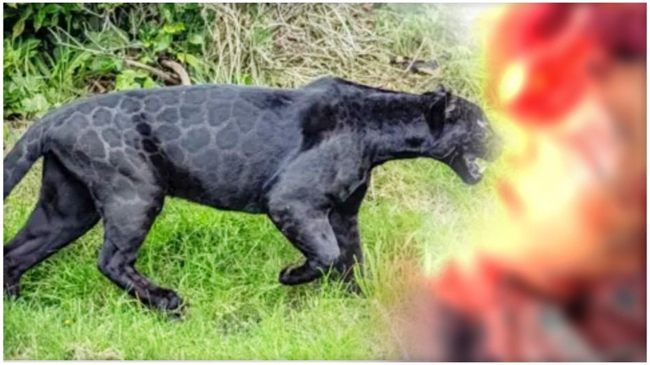 Sikkim: Black Panther attack in Hee Gyathang leaves resident severely injured Sikkim: Black Panther attack in Hee Gyathang leaves resident severely injured