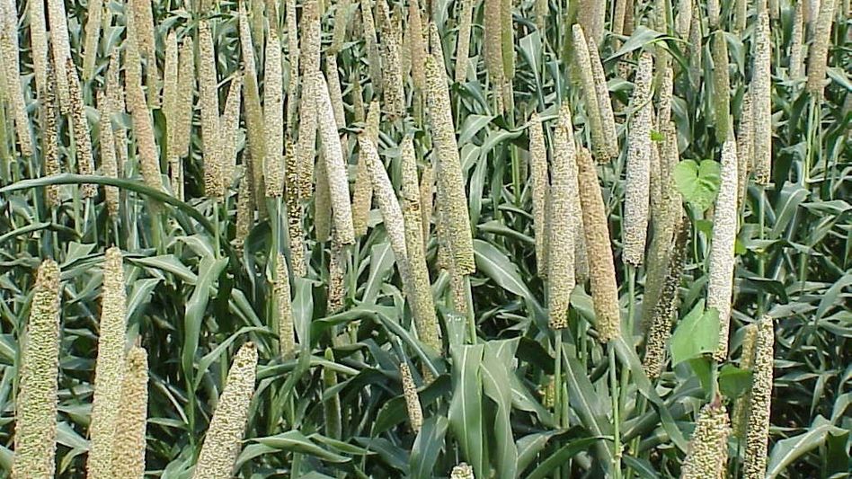 Millet is India's 'golden grain': NE agricultural body hails rising production Millet is India's 'golden grain': NE agricultural body hails rising production