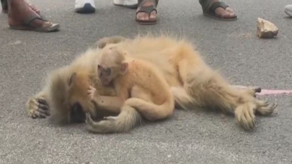 Assam: Wildlife passages and canopy bridges reduce Golden Langur road accidents Assam: Wildlife passages and canopy bridges reduce Golden Langur road accidents