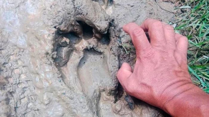 Tiger sighting prompts safety advisory in Nagaland village