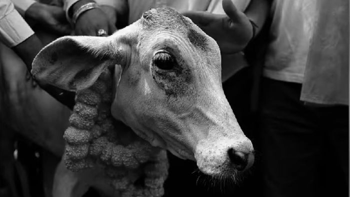 Meghalaya: Cow protection rally plan in Shillong faces opposition