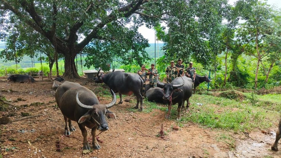 Meghalaya BSF thwart smuggling attempt along international border, 64 cattle rescued Meghalaya BSF thwart smuggling attempt along international border, 64 cattle rescued