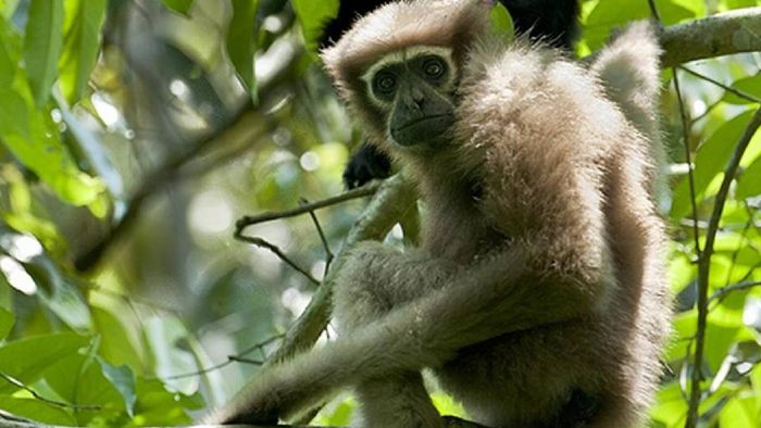 Centre approves oil exploration in Assam's Hoolock Gibbon Sanctuary