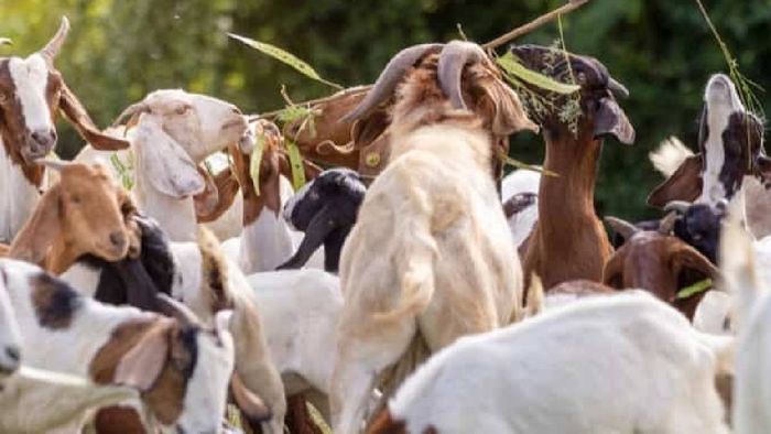 Arunachal Pradesh seeks Centre's support for veterinary college and livestock development