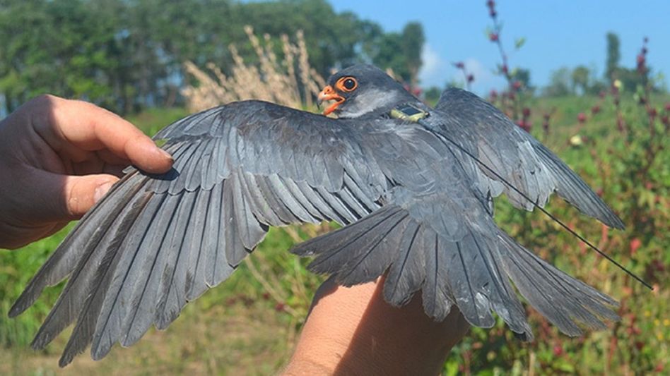 Manipur imposes ban on hunting, selling Amur Falcons to protect migratory birds Manipur imposes ban on hunting, selling Amur Falcons to protect migratory birds