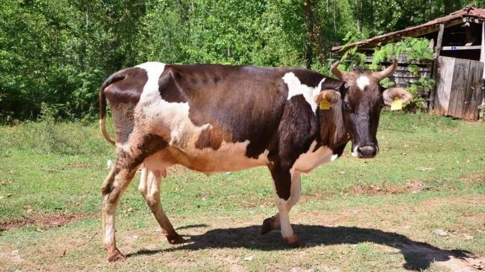 Arunachal Indigenous Students' Union strongly opposes Gau Dhwaj Stapna rally in Itanagar Arunachal Indigenous Students' Union strongly opposes Gau Dhwaj Stapna rally in Itanagar