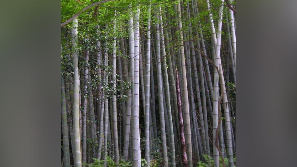 Tripura government prioritising bamboo production, modern technology Tripura government prioritising bamboo production, modern technology