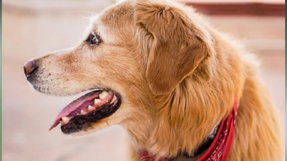 Court orders dog owner to pay Rs 10 lakh after unleashed dog causes pregnant woman's miscarriage Court orders dog owner to pay Rs 10 lakh after unleashed dog causes pregnant woman's miscarriage