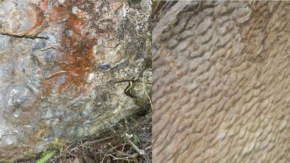 Sikkim CM announces development of fossil park in Namchi after discovery of 1.5-billion-year-old stromatolite Sikkim CM announces development of fossil park in Namchi after discovery of 1.5-billion-year-old stromatolite