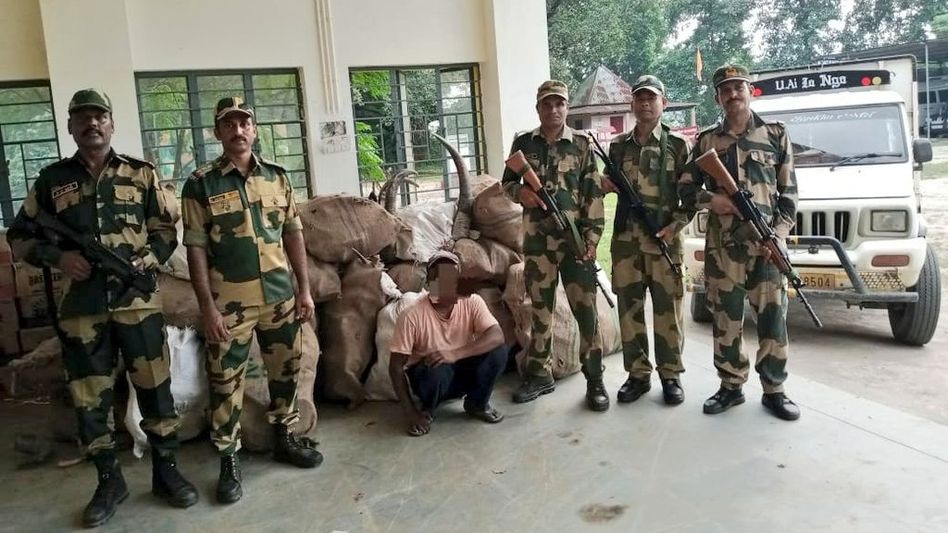 Meghalaya BSF seize buffalo horns, Rs 13 lakh liquor along Indo-Bangladesh border Meghalaya BSF seize buffalo horns, Rs 13 lakh liquor along Indo-Bangladesh border