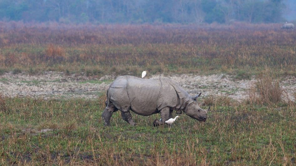PM Modi recalls visit to Kaziranga, urge others to experience the natural beauty on World Rhino Day PM Modi recalls visit to Kaziranga, urge others to experience the natural beauty on World Rhino Day