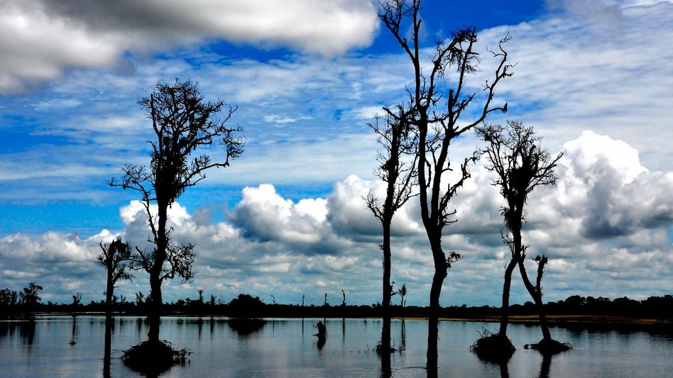 Assam's Dibru-Saikhowa National Park suffers 36 per cent erosion in 25 years Assam's Dibru-Saikhowa National Park suffers 36 per cent erosion in 25 years