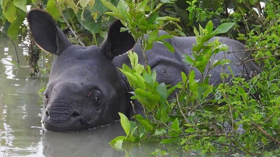 86 per cent drop in rhino poaching under BJP rule, claims Assam CM 86 per cent drop in rhino poaching under BJP rule, claims Assam CM