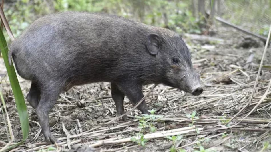 Mizoram: Pig farmers fail to achieve success in the last 10 years due to huge swine deaths Mizoram: Pig farmers fail to achieve success in the last 10 years due to huge swine deaths