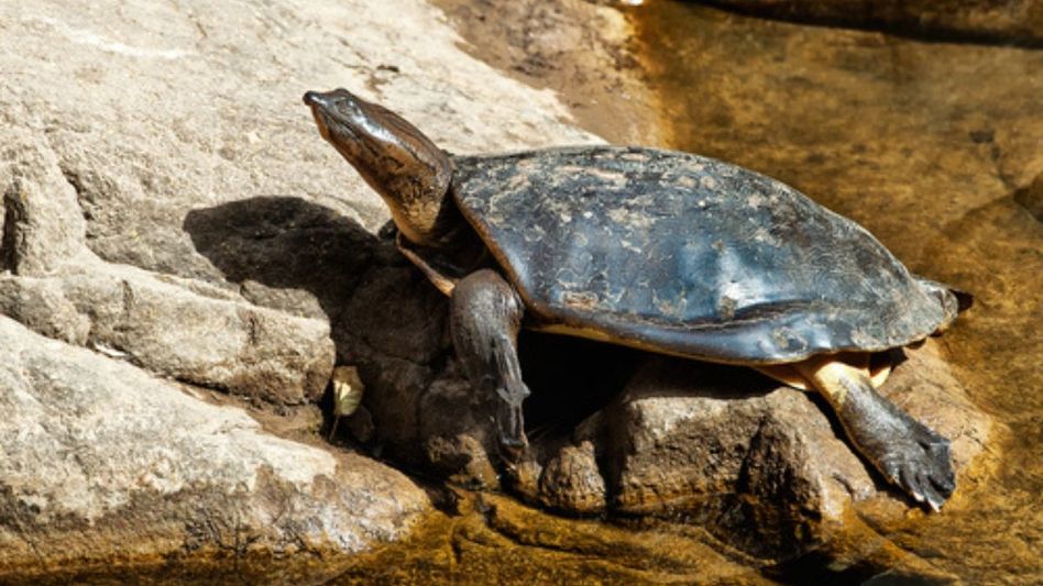 Guwahati: Two Indian flapshell turtles rescued in Kamrup district Guwahati: Two Indian flapshell turtles rescued in Kamrup district
