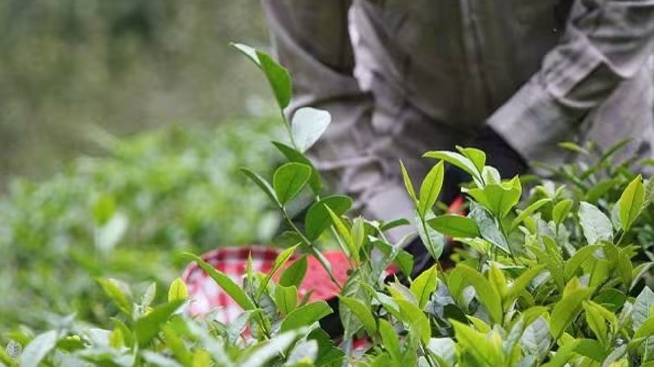 Assam: Tea Traders struggle as dues worth crores remain unpaid by local factory owners in Tinsukia Assam: Tea Traders struggle as dues worth crores remain unpaid by local factory owners in Tinsukia