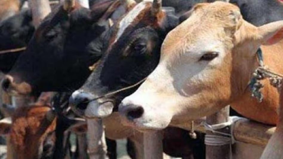 Tripura: Shankaracharya calls for protection of cows, announces over 1 lakh shelters nationwide Tripura: Shankaracharya calls for protection of cows, announces over 1 lakh shelters nationwide