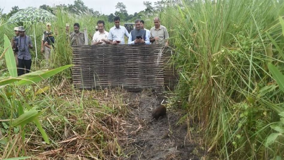 Assam: 9 captive-bred pygmy hogs released in Manas National Park Assam: 9 captive-bred pygmy hogs released in Manas National Park