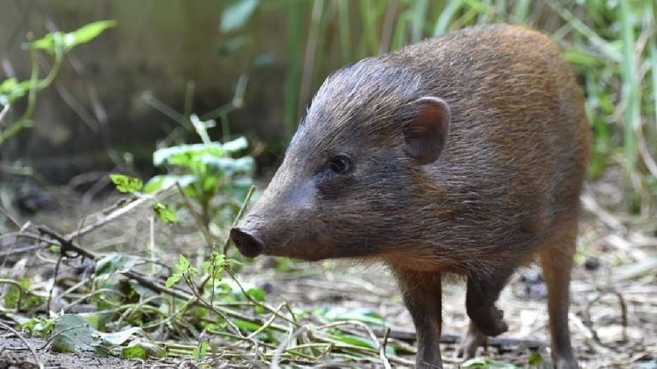 Assam takes center stage to spotlight critically endangered Pygmy Hog during Wildlife Week Assam takes center stage to spotlight critically endangered Pygmy Hog during Wildlife Week
