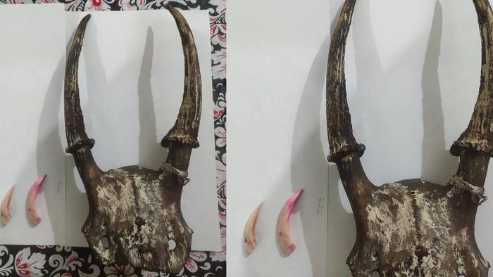Assam: Wildlife smuggler arrested in Chirang; tiger teeth and deer antlers seized