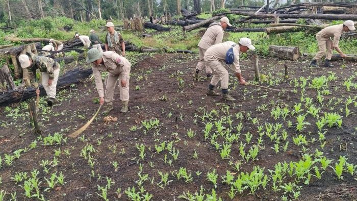 Manipur Police destroy over 10 acres of suspected poppy nursery plants in Tamenglong