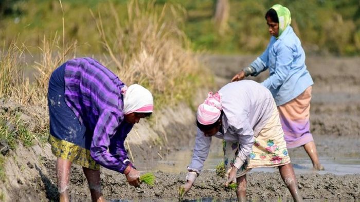 Assam goverment to distribute over four lakh Soil Health Cards (SHC) to farmers (Representative image)