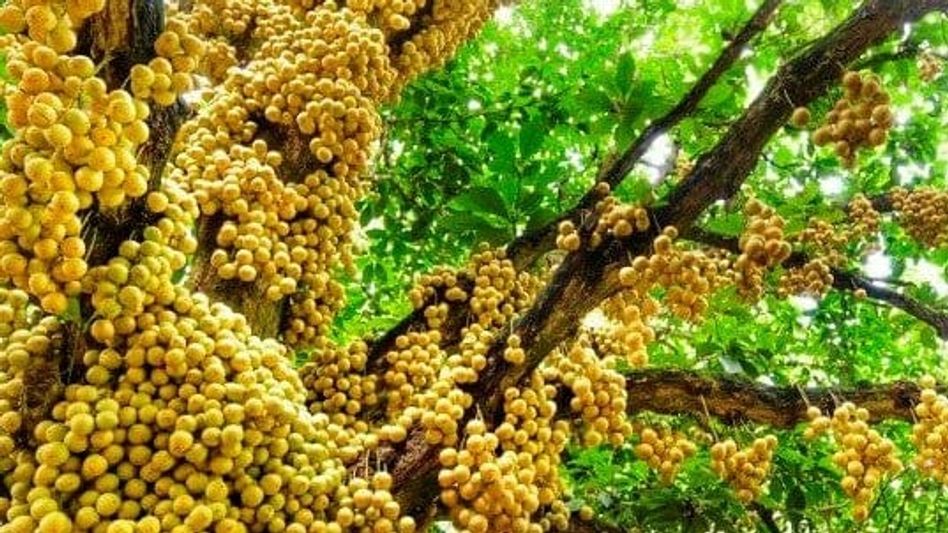 Arunachal village plants 62 Burmese Grapes saplings, aim environmental transformation for Green India Arunachal village plants 62 Burmese Grapes saplings, aim environmental transformation for Green India