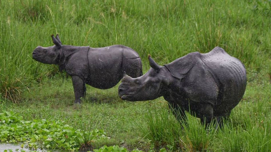 Assam: Village parties protecting wildlife in Pobitora Sanctuary provided with field gear Assam: Village parties protecting wildlife in Pobitora Sanctuary provided with field gear
