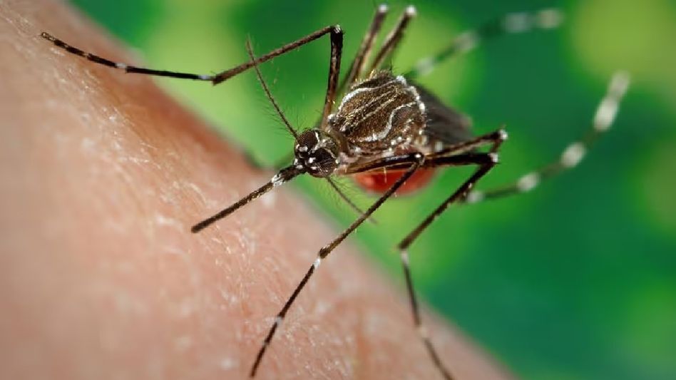 Manipur reports 1,353 dengue cases this year, spike reported in October Manipur reports 1,353 dengue cases this year, spike reported in October