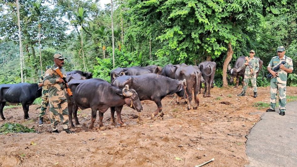 Meghalaya BSF thwart smuggling attempt along international border, 27 cattle rescued Meghalaya BSF thwart smuggling attempt along international border, 27 cattle rescued