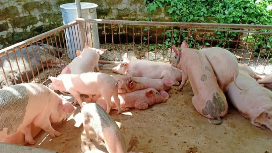 Mizoram pig farmers record huge loss due to African Swine Fever Mizoram pig farmers record huge loss due to African Swine Fever