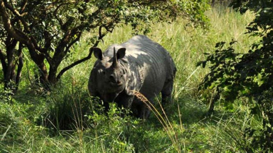 Assam: Pobitora sanctuary reopens, invites tourists with safari rides Assam: Pobitora sanctuary reopens, invites tourists with safari rides