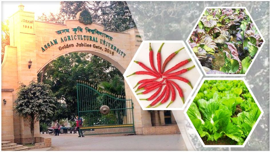 Assam Agricultural University researchers develop new high-yield mustard greens and chilli varieties Assam Agricultural University researchers develop new high-yield mustard greens and chilli varieties