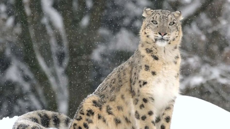 Arunachal: Survey finds 36 elusive Snow Leopards, setting conservation milestones Arunachal: Survey finds 36 elusive Snow Leopards, setting conservation milestones