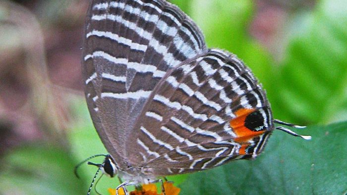 Assam's Kaziranga National Park becomes India's second butterfly hub with 446 species