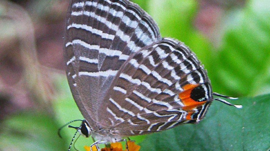 Assam's Kaziranga National Park becomes India's second butterfly hub with 446 species Assam's Kaziranga National Park becomes India's second butterfly hub with 446 species
