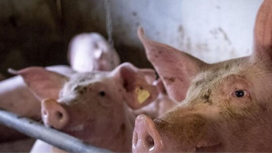 African Swine fever outbreak in Nagaland: Wokha district implement strict measures African Swine fever outbreak in Nagaland: Wokha district implement strict measures