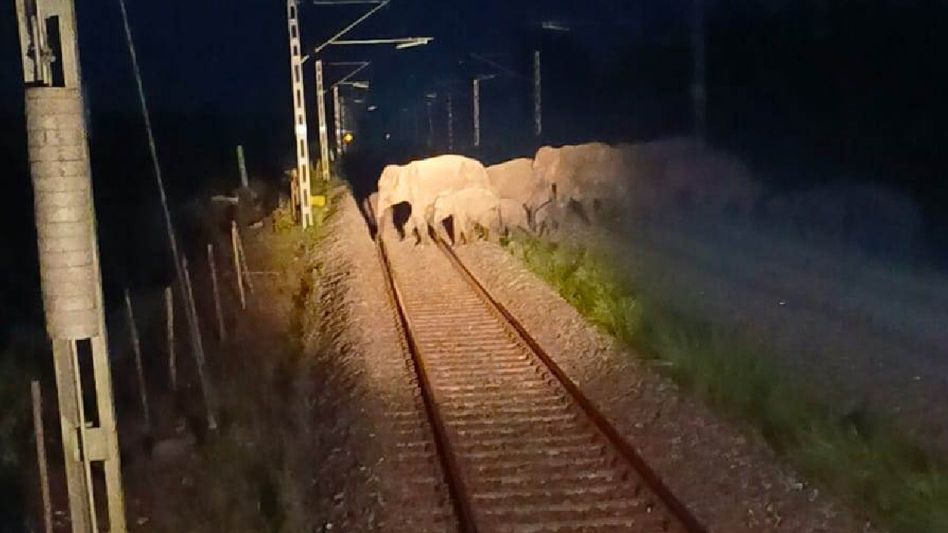 Assam: AI technology helps prevent major train-elephant collision Assam: AI technology helps prevent major train-elephant collision