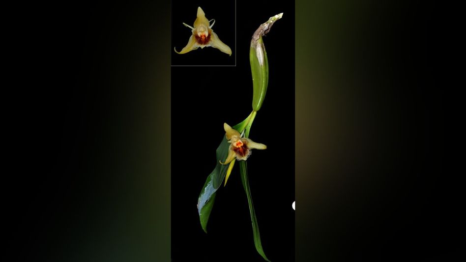 Tripura: New orchid species 'Coelogyne tripurensis' discovered in Jampui Hills Tripura: New orchid species 'Coelogyne tripurensis' discovered in Jampui Hills